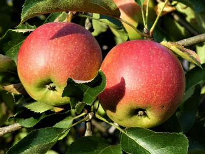 Яблоня крупноплодная "Ковровое"