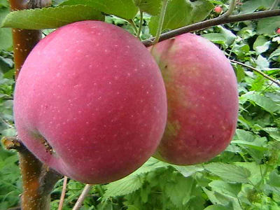 Яблоня крупноплодная "Толунай"