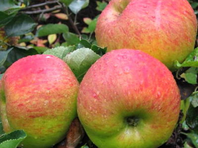 Яблоня крупноплодная "Орловское полосатое"