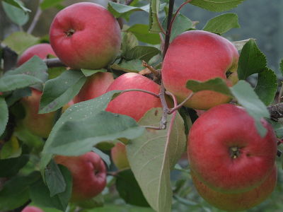 Яблоня крупноплодная "Былина"