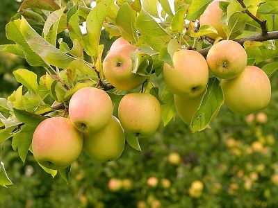 Яблоня крупноплодная "Голден Делишес"