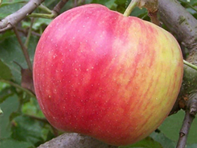 Яблоня крупноплодная "Деликатес"