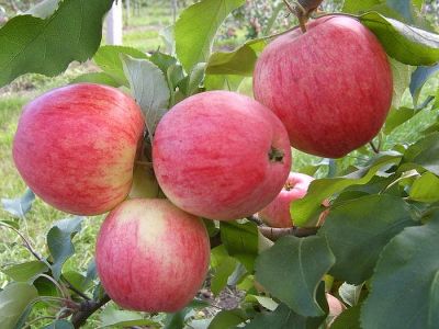 Яблоня крупноплодная "Осеннее полосатое" (Штрейфлинг, Штрифель)