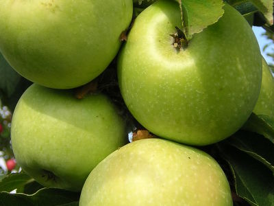 Яблоня крупноплодная "Ренет смиренко"