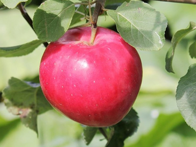 Яблоня крупноплодная "Красное раннее"