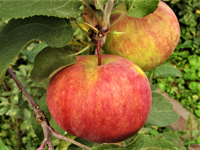 Яблоня крупноплодная «Первоуральская»
