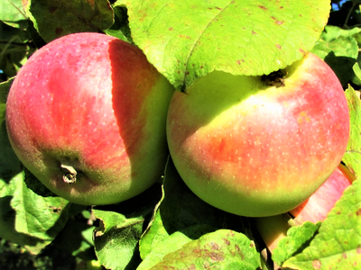 Яблоня крупноплодная «Трудовое»