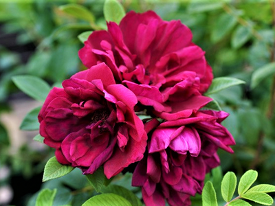 Роза гибрид роза ругозы "Rotes Phaenomen"