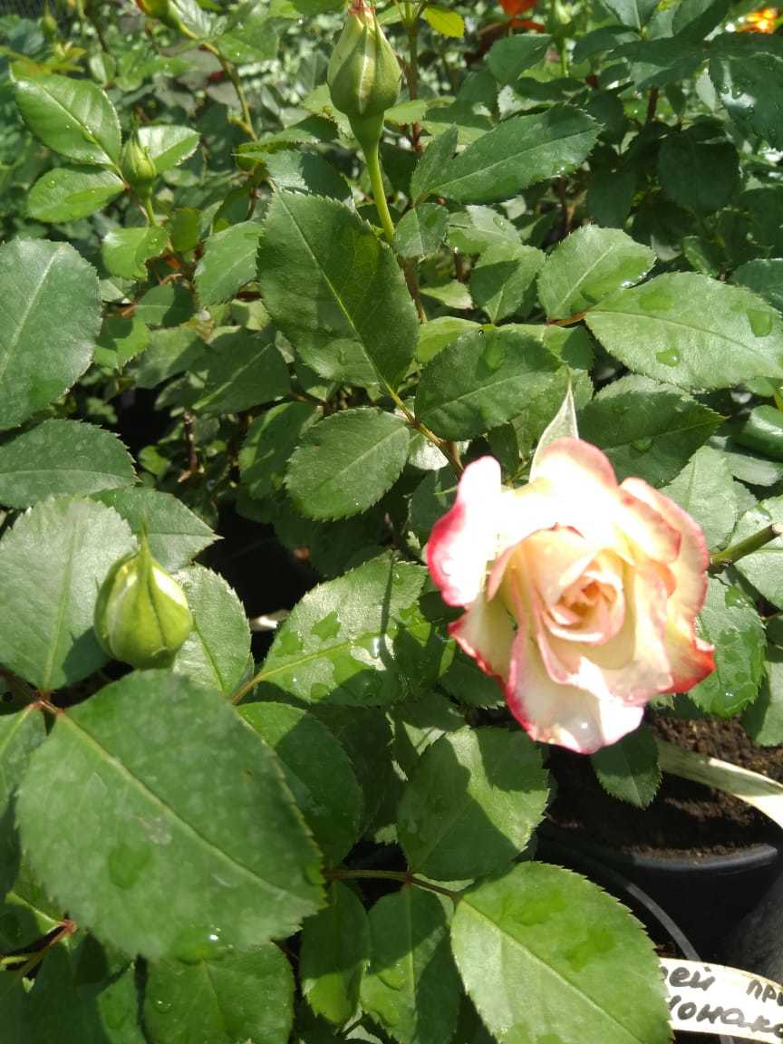 Роза клумбовая Юбилей принца Монако