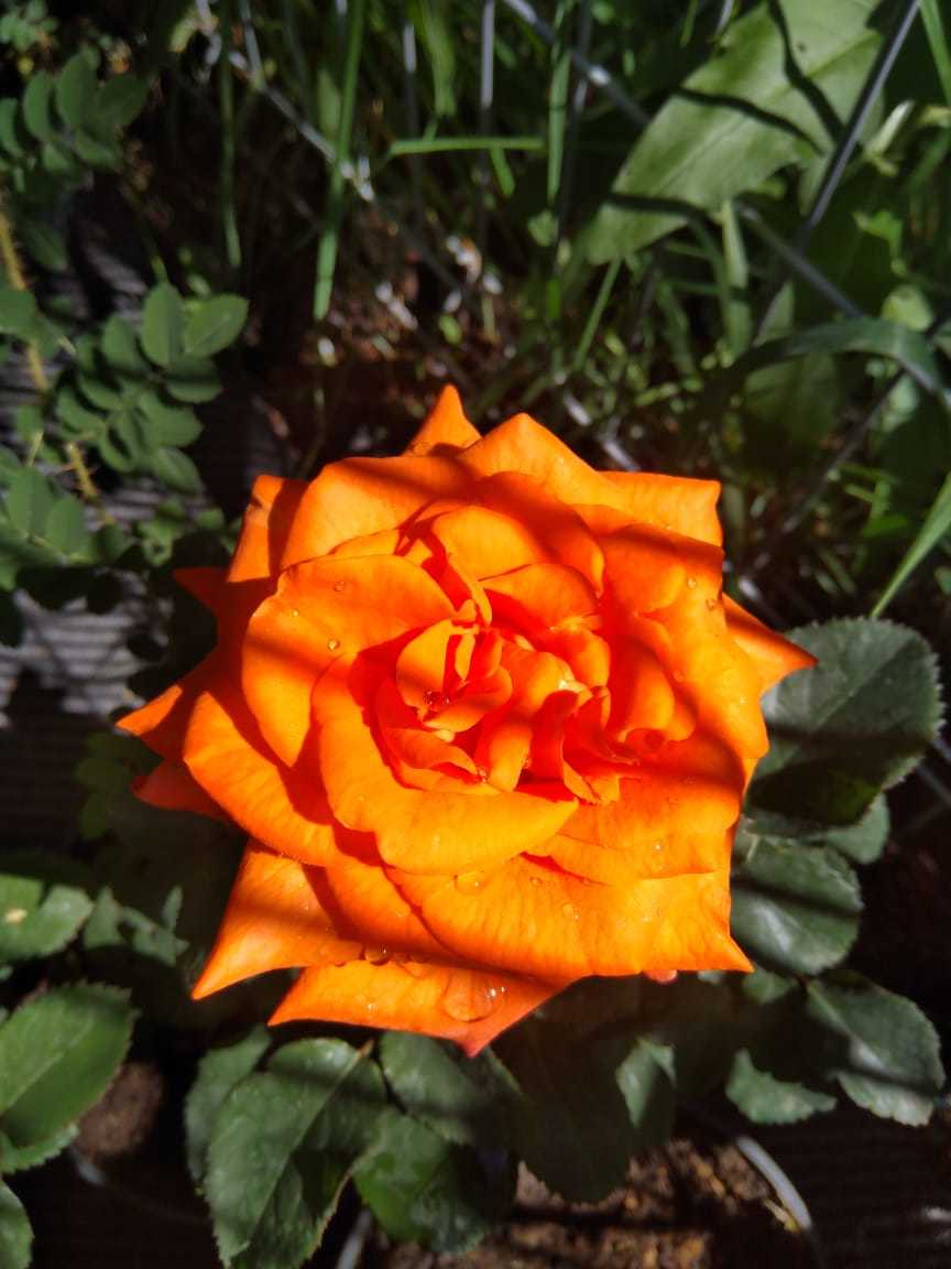 Роза чайно-гибридная Ведетта