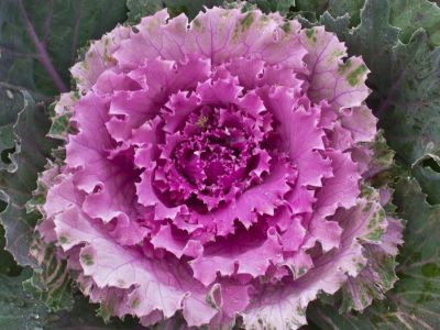 Капуста декоративная Осака pink 