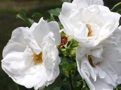 Роза гибрид-ругоза "Blanc Double de Coubert"