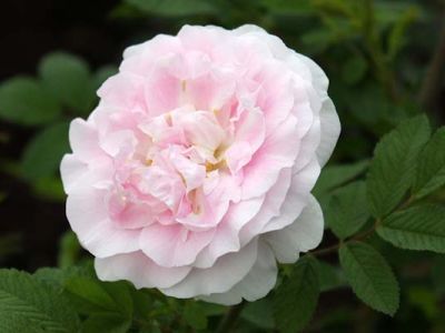 Роза гибрид розы ругозы "Martin Frobisher"