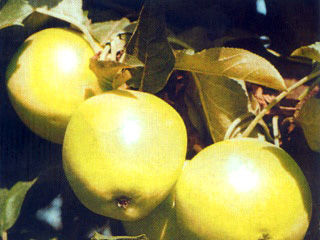 Яблоня крупноплодная "Белое имунное"
