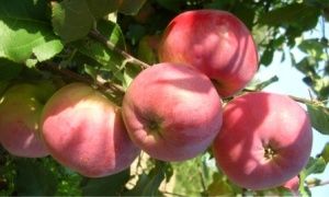 Яблоня крупноплодная "ВЭМ розовый"