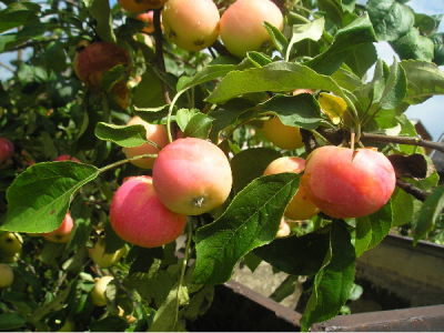 Яблоня крупноплодная "Мельба"