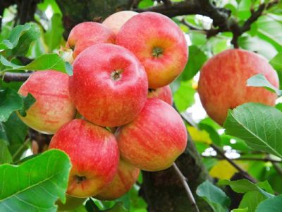 Яблоня крупноплодная "Яблочный спас"