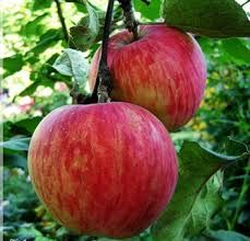 Яблоня крупноплодная "Россошанское полосатое"
