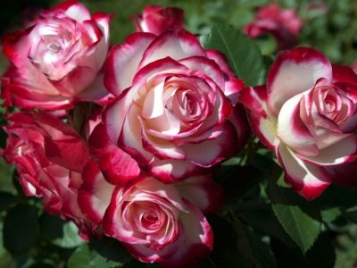 Роза клумбовая "Юбилей принца Монако"