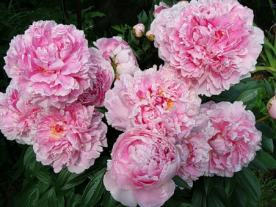 Пион молочноцветковый "Sarah Bernhardt"