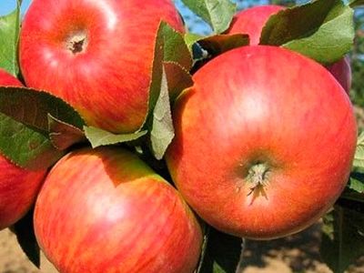 Яблоня крупноплодная "Конфетное"