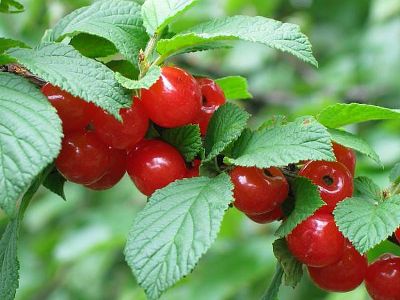 Вишня войлочная "Огонёк"