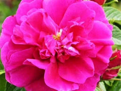 Роза гибрид розы ругозы "Hansa"