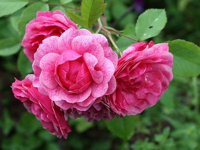Роза шраб "Morden Ruby" (канадская)