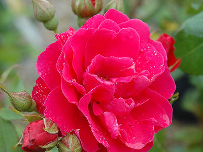 Роза парковая "George Vancouver" (канадская)