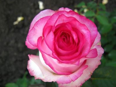 Роза чайно-гибридная "Dolce Vita"