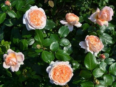 Роза чайно-гибридная "Jade"