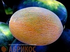 Дыня Оригинальная