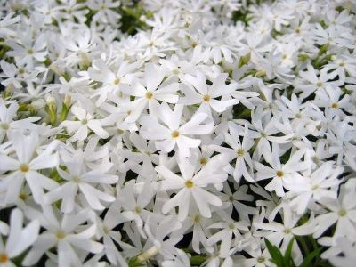 Флокс шиловидный "Snowflake"