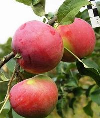 Яблоня крупноплодная "Сувенир Алтая"