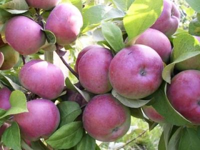 Яблоня крупноплодная "Баяна"