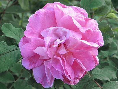 Роза гибрид розы ругозы "Sweet Adeline"