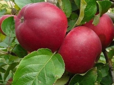 Яблоня крупноплодная "Веньяминовское"