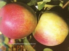 Яблоня крупноплодная "Тургеневское"