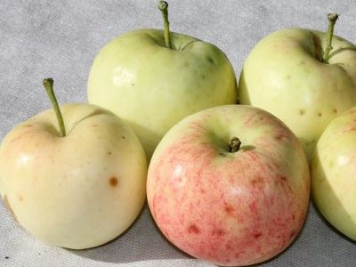 Яблоня крупноплодная "Масловское"