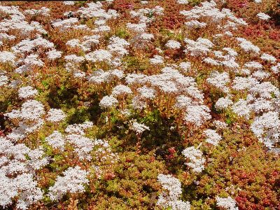 Седум белый "Coral Carpet"