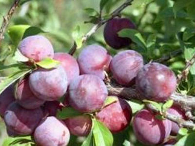 Слива "Узюк" (чемальская вкусная)