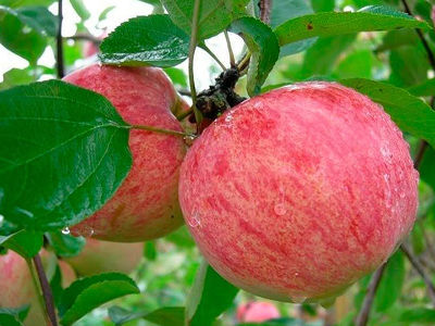 Яблоня крупноплодная "Коричное полосатое"