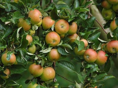 Яблоня крупноплодная "Болотовское"