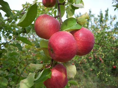 Яблоня крупноплодная "Жигулевское"
