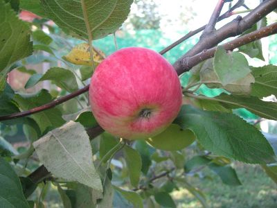 Яблоня крупноплодная "Мантет"