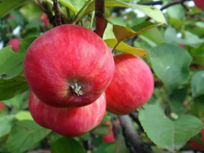 Яблоня крупноплодная "Успенское"