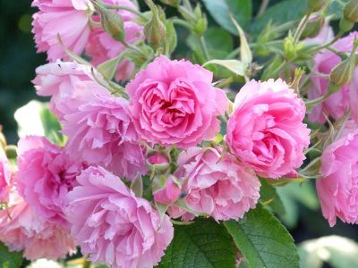 Роза гибрид розы ругозы "Pink Grootendorst"