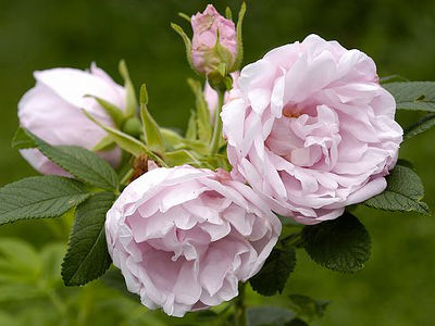 Роза гибрид розы ругозы "Schneekoppe"