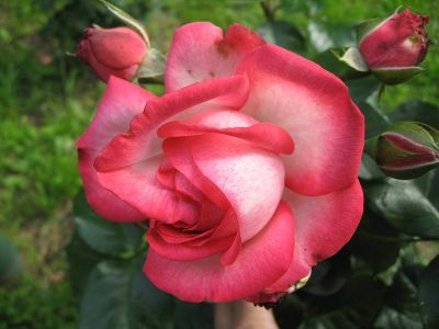 Роза плетистая "Antike"