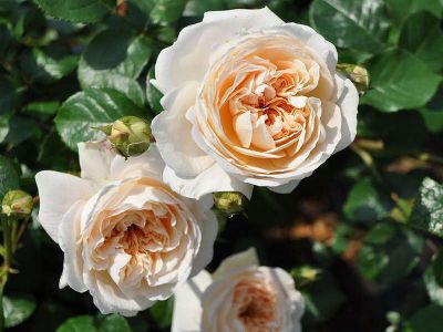 Роза плетистая "Mon Jardin et Ma Maison"